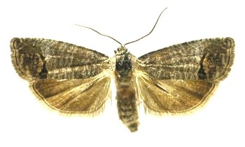 cydia pomonella