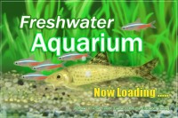 Aquarium