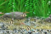Aquarium