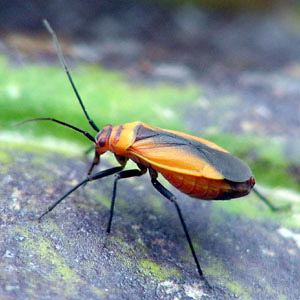 phlox-plant-bug-3x3-a phlox-plant-bug-3x3-a