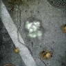 Roach Madness Roach Madness