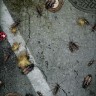 Roach Madness Roach Madness