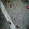 Roach Madness Roach Madness