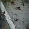 Roach Madness Roach Madness