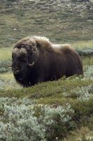 iphone-arctic