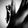 01-photo-frog-3gs 01-photo-frog-3gs