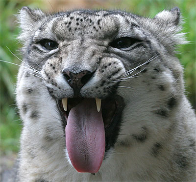 snow leopard mac os x 10.6.1 snow leopard mac os x 10.6.1