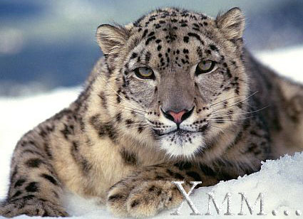 snow-leopard
