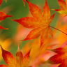 wall14