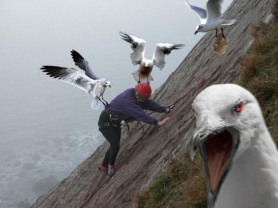 angry-birds1