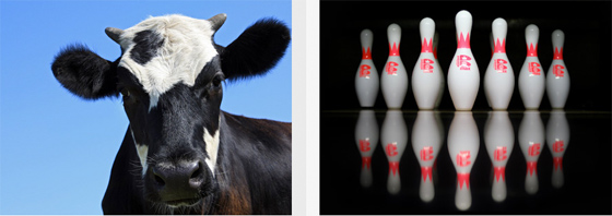 cow