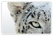 snow