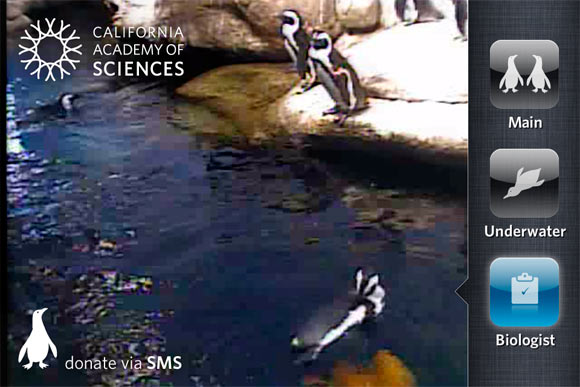 Pocket Penguins