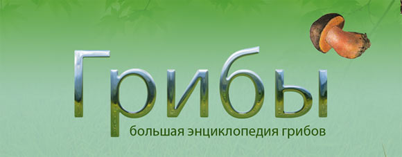Mushrooms-1