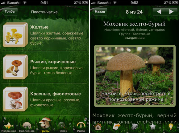 Mushrooms-3
