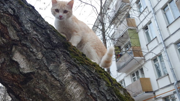 pivot-cat