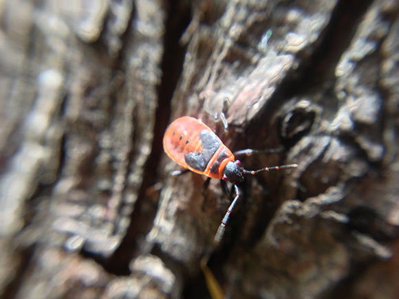 17-Barey-iPhone-Lens