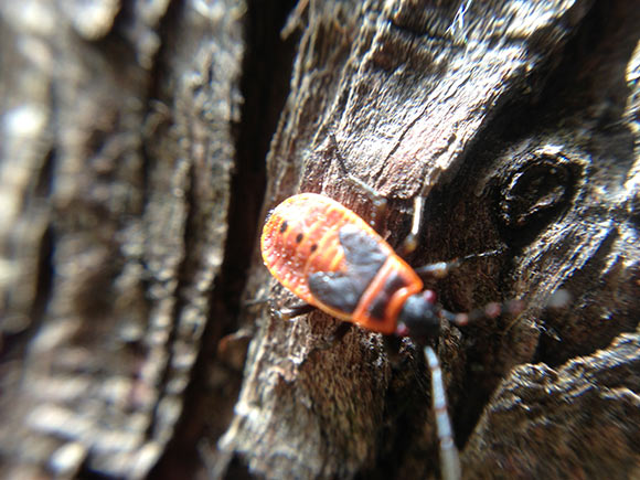 18-Barey-iPhone-Lens
