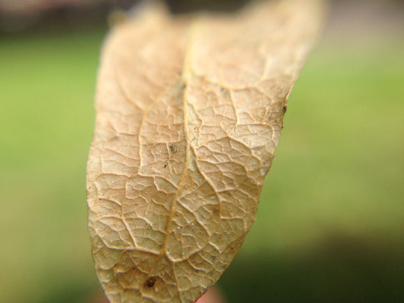 20-Barey-iPhone-Lens