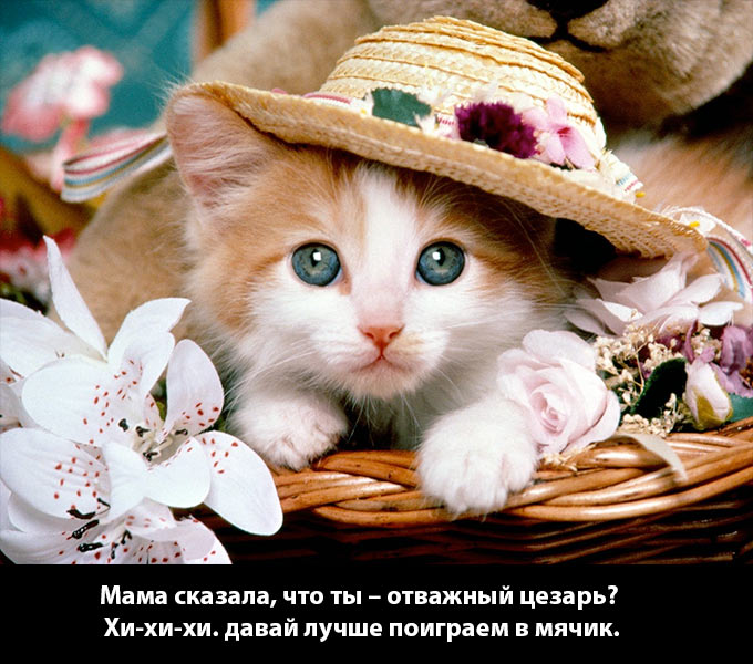 mi-mi-mi