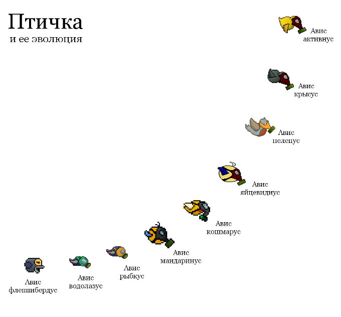 birdEvolution