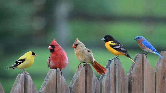 birds_all