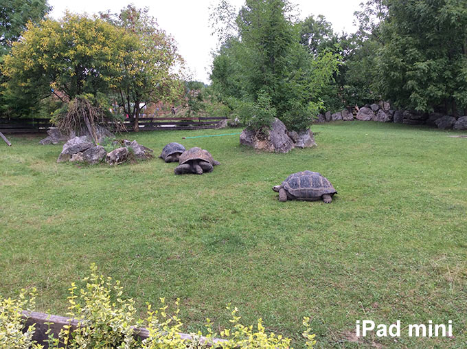 foto-ipad-mini