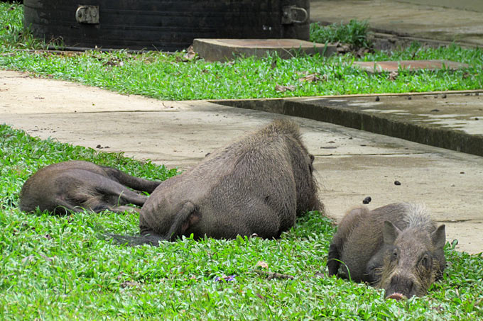 21-pumbas-brothers