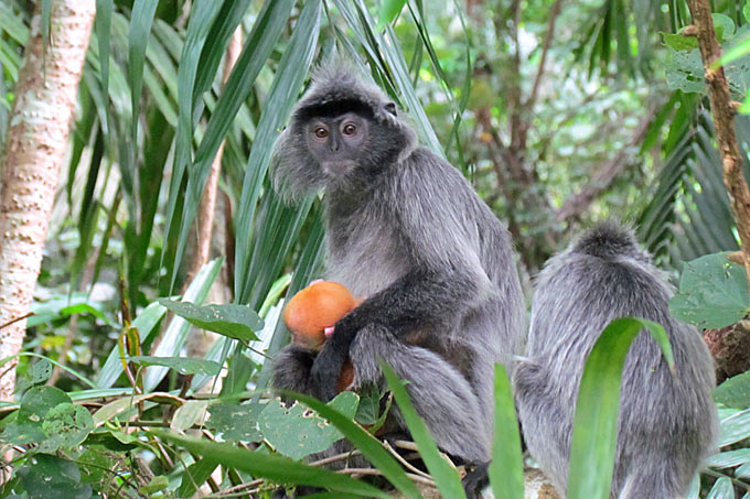 23-monkeys-1