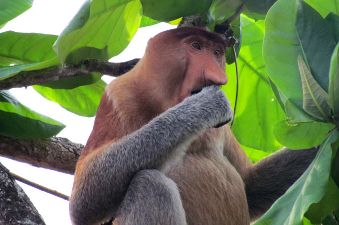 23-monkeys-nouse