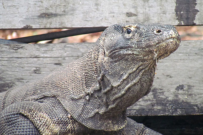 28-comodo-dragon