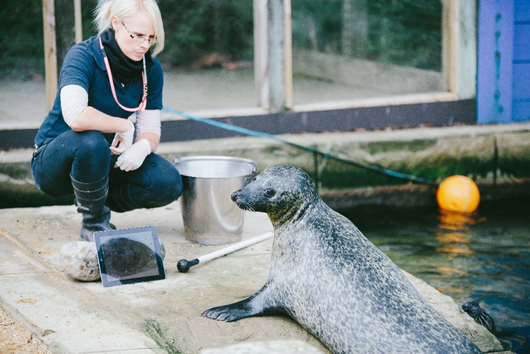 SealTime_Sija