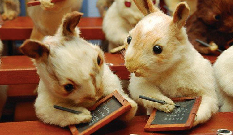 squirrel_is_study