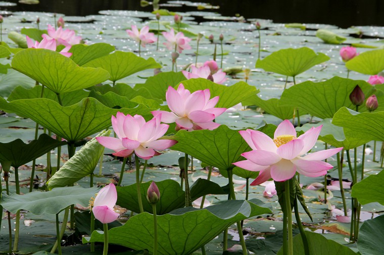 lotus