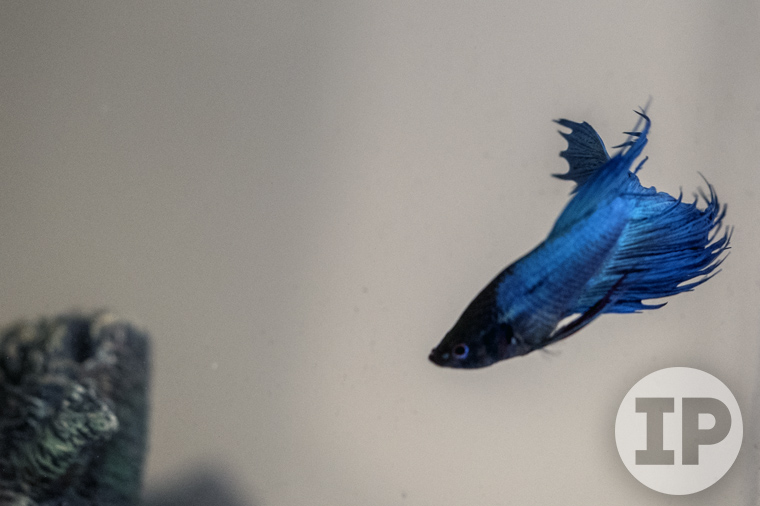 aqua5