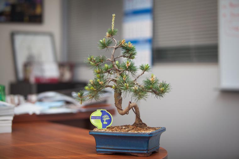 damprodam_07_24_ tree_