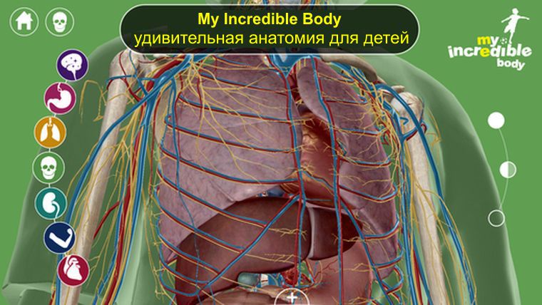 MyIncBody