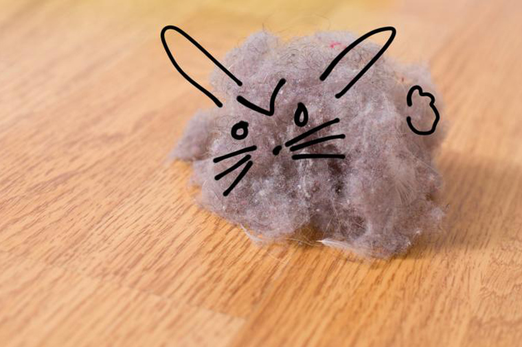 dustbunny1