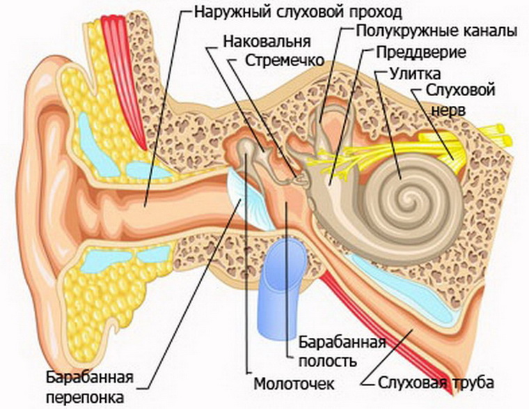 Ear anatomy - Cross section view