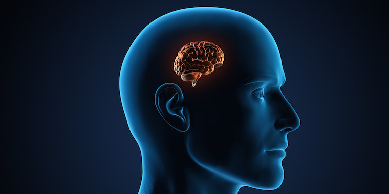 o-HUMAN-BRAIN-facebook
