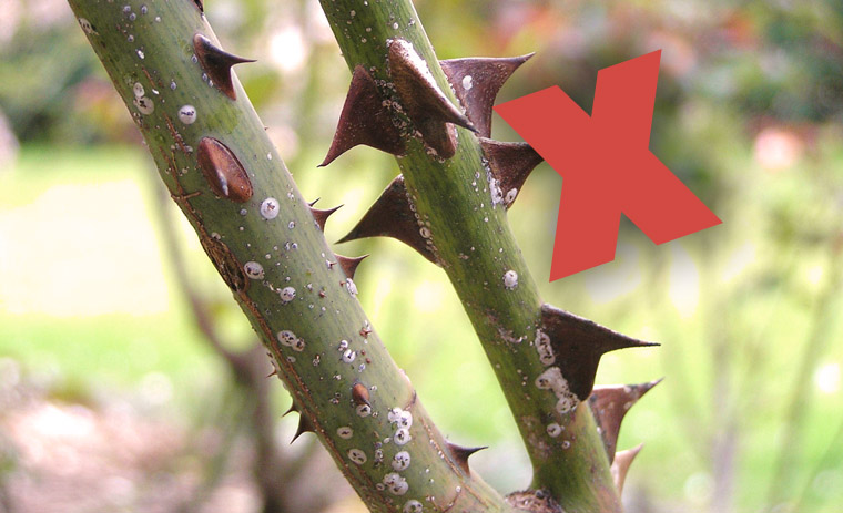 rose-thorns-11