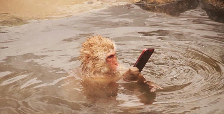20140211monkeywithaniphone