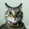 HitCat avatar