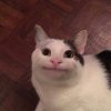 Cactusyan avatar