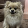 Cocka avatar
