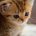 Malenkiy Kot