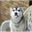 SickLick avatar