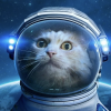 vettspace avatar