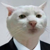 kamolov avatar