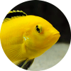 e-ch avatar